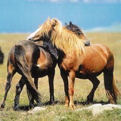 L'amitié entres chevaux