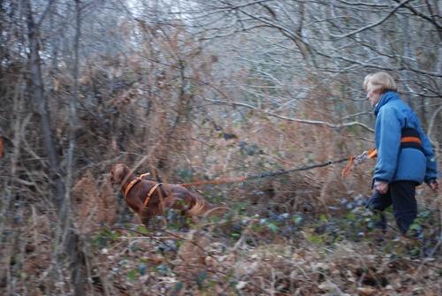 cani-marche dans les bois du commandeur