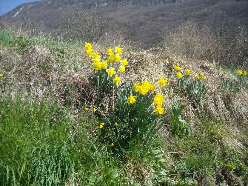 lE PRINTEMPS ARRIVE