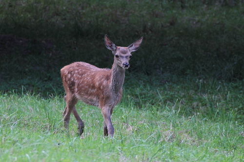 Faon de cerf