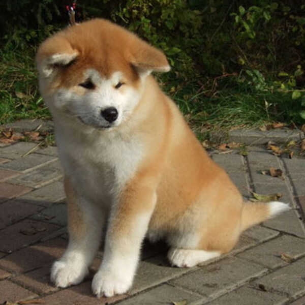 L'Akita Inu, chien japonais