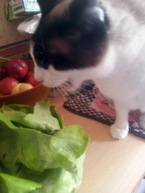 Chat aime les légumes