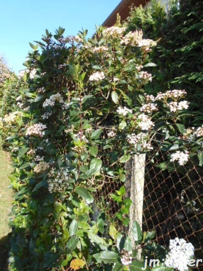 Le végétal s'invite au Jardin ......