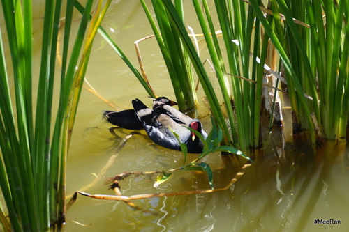 Cilaos, Lac, Réunion Island