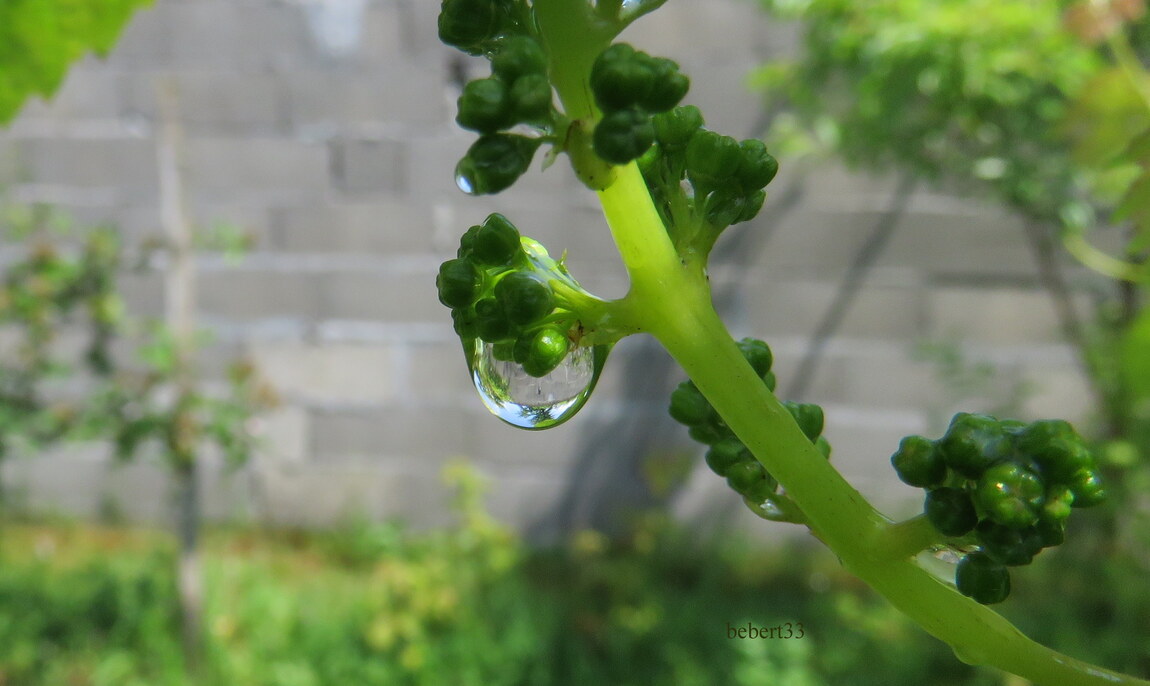 vigne et perles de pluie 