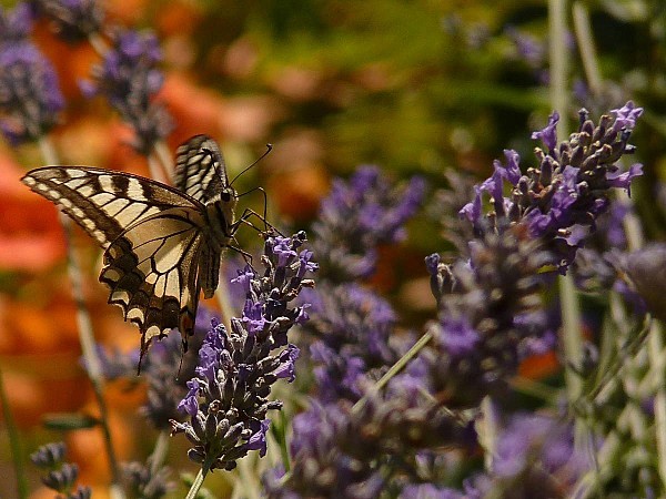 Machaon