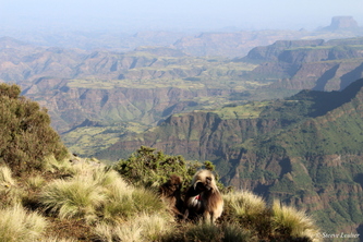 Premiers pas dans le massif du Simien, Ethiopie