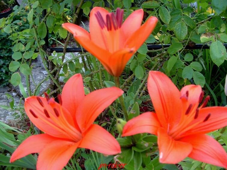 Mon univers de jardin en ce début d'été