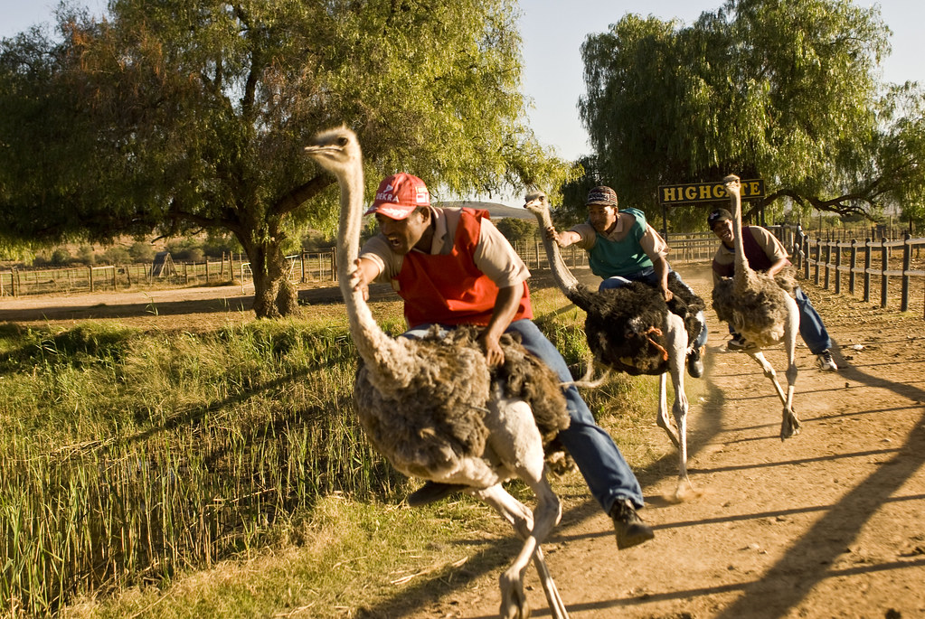Course d'Autruches // Ostrich Racing | Oudtshoorn, Afrique d… | Flickr