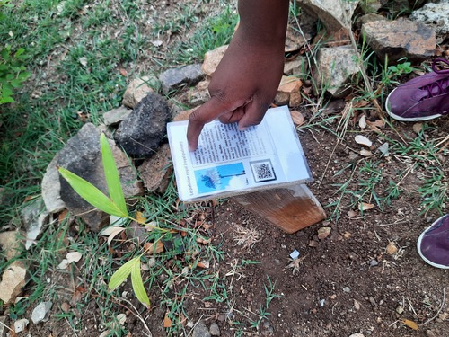 Le premier jardin créole connecté de Saint Martin, à l’école Hervé Williams assisté par L’ACS ZEPIN 