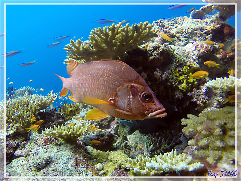 Poisson-écureuil à grande mâchoire, Marignan sabre, Soldat armé, Poisson-écureuil à épines, Sabre squirrelfish (Sargocentron spiniferum) - Moofushi - Atoll d'Ari - Maldives