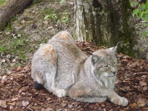 Visite au Parc de St Croix.