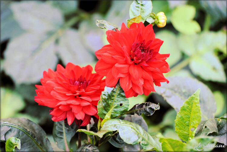 Photo de fleur de Dahlia (flore)