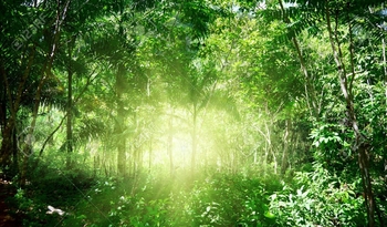 6270625-sunlight-in-jungle-of-dominican-rainforest-tropical-forest