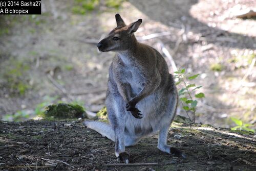 Wallaby de Bennett.