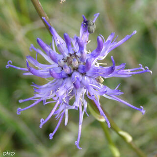 Phyteuma orbiculare - raiponce globuleuse