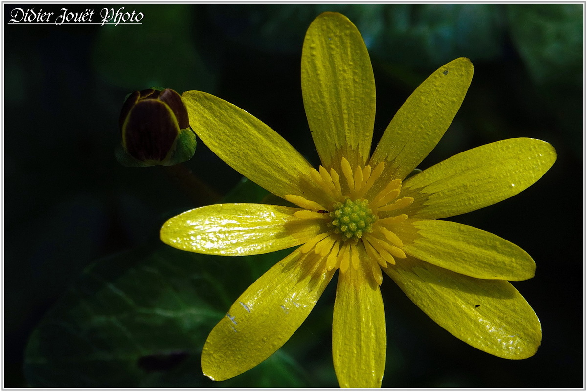 Renoncule Ficaire (4) - Ranunculus ficaria