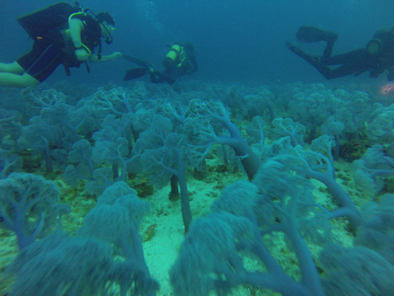 Coraux mous bleus, Blue soft corals (Capnella sp.), Kenya tree coral, Broccoli soft coral - Spot Betalinjona (4 Frères) - Nosy Tsarabanjina - Nosy Mitsio - Madagascar