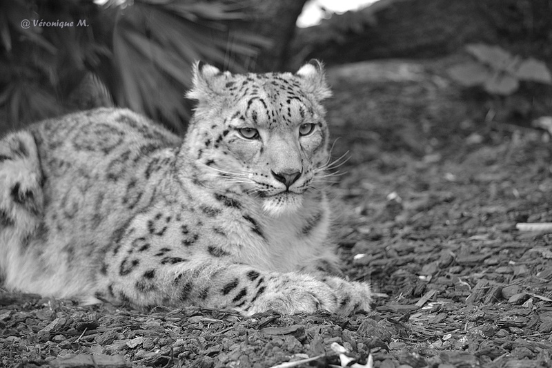 Ménagerie du jardin des Plantes : Esha et Makalu