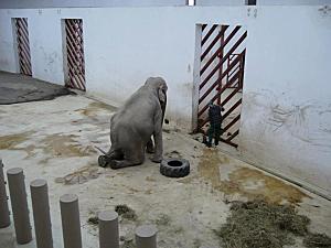 L'éléphante TANIA au zoo TIRGU-MURES en Roumanie