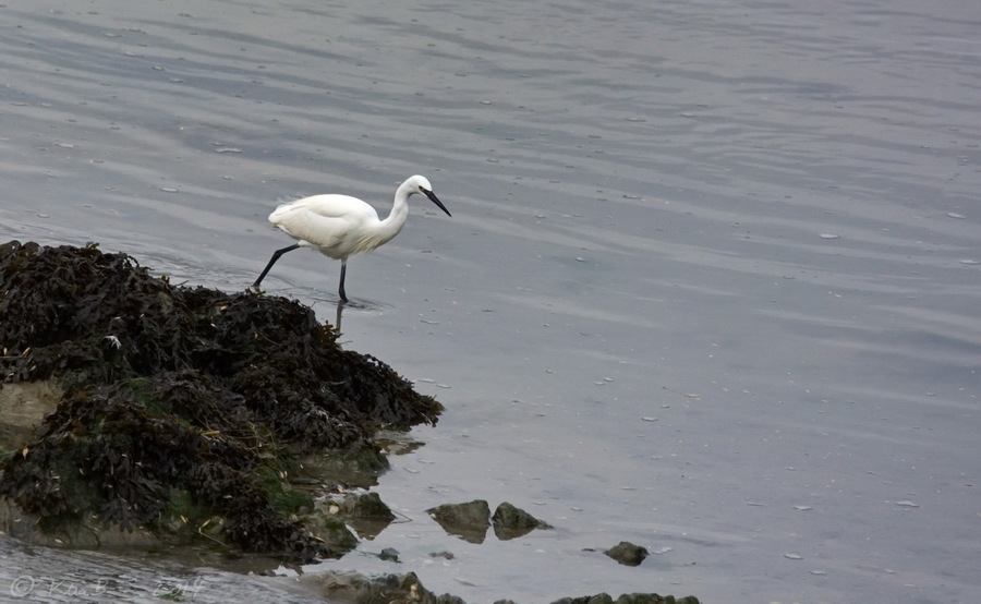 Aigrette Garzette