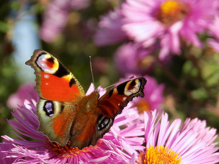 Des ailes dans le jardin