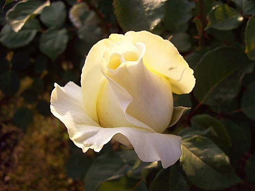 rose jaune2
