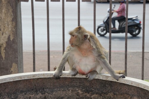 Lopburi