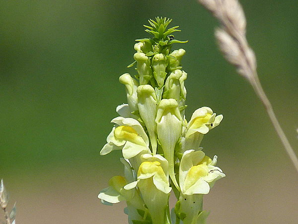 Linaria-vulgaris--2-.JPG