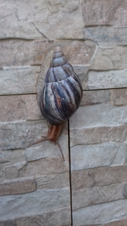 Escargots de la Réunion