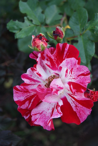 rose Hanabi de Tom Carruth
