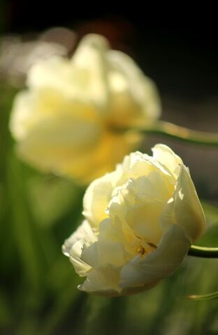 Tulipes Promesse de Fleurs (3/3) : Verona + Inzell