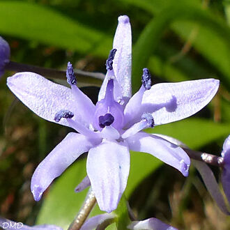 Scilla lilio hyacinthus - Tractema lilio-hyacinthus -- scille lis-jacinthe