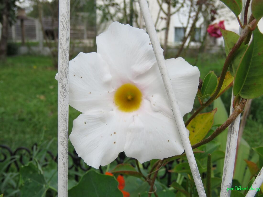 Fleurs du jardin 