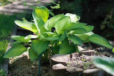 hosta