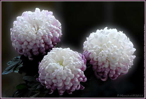 Magnifiques chrysanthèmes