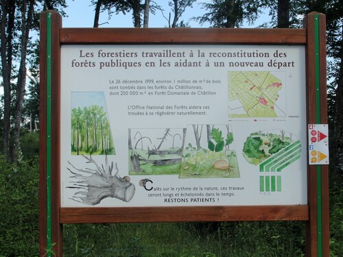 -Arbustes et arbres de nos forêts Châtillonnaises