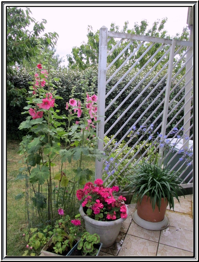 Les roses trémières du jardin