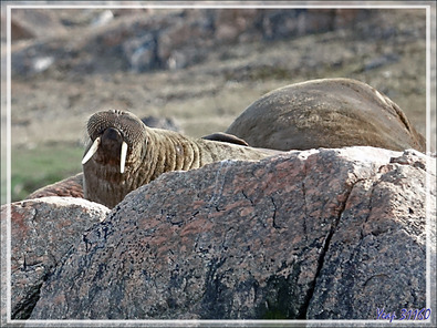 Morse, Walrus, Aiviq (Odobenus rosmarus rosmarus) - Philpots Island - Nunavut - Canad