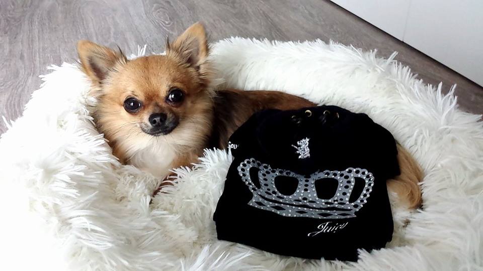Swaggy Doggy Boutique - Joyau Chihuahua