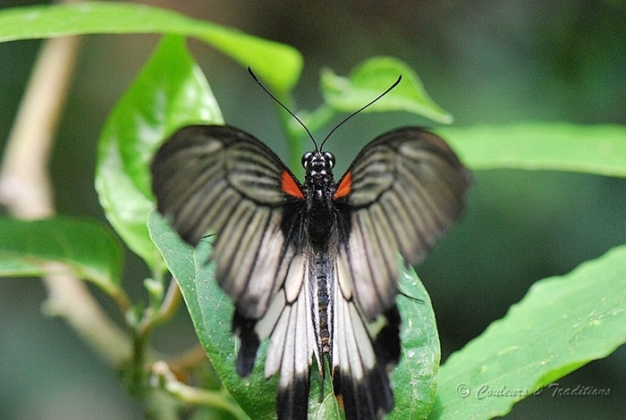 Papilio Lowi femelle