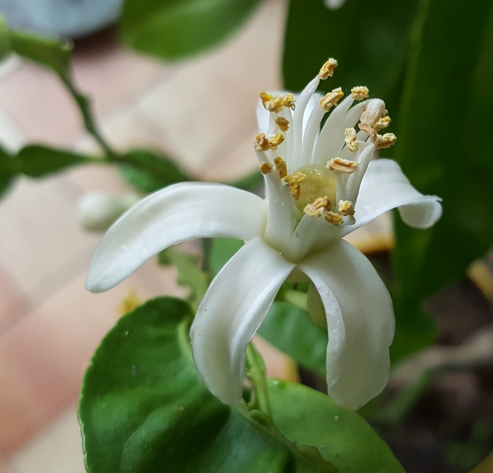 Fleur d'un citronnier 4 saisons