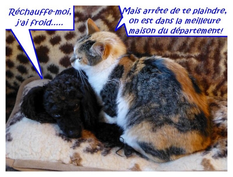 Entre chiens et chats…