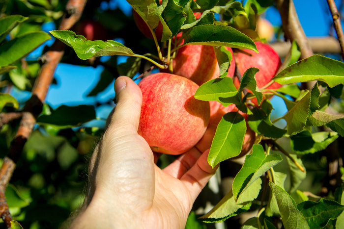 Fruits  du mois de Septembre