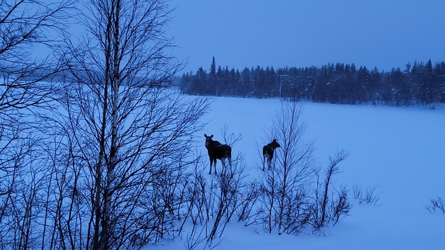 Chiens des glaces