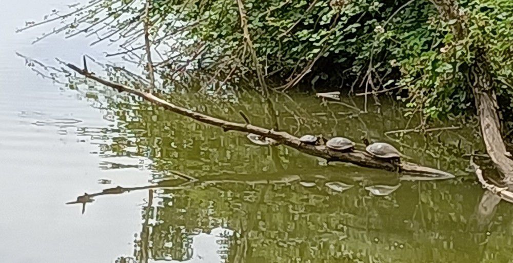 Trois tortues et un héron...