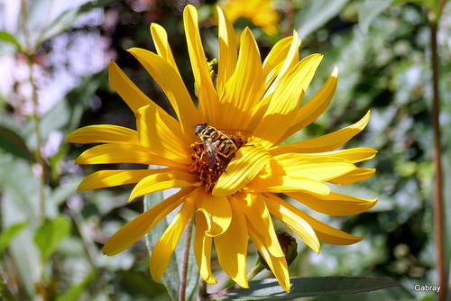 Les rudbeckias et les insectes