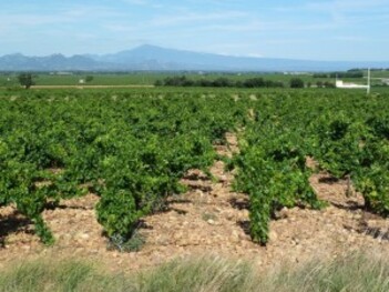 241-vignoble de chateauneuf du pape