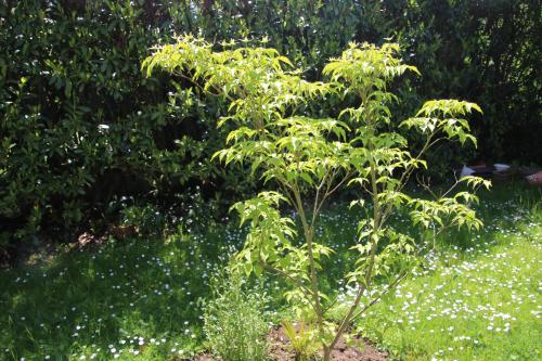 un petit tour de jardin