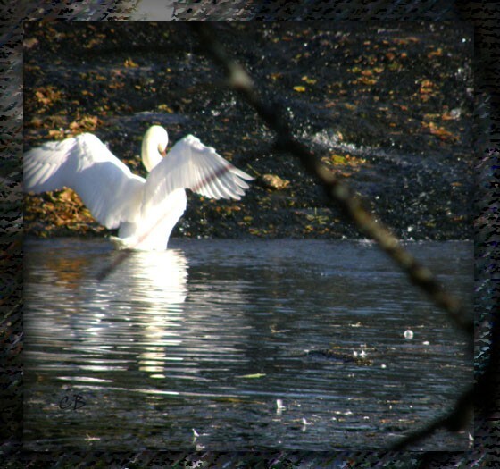 Cygne